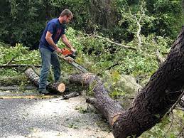 Best Residential Tree Removal  in Hodgkins, IL