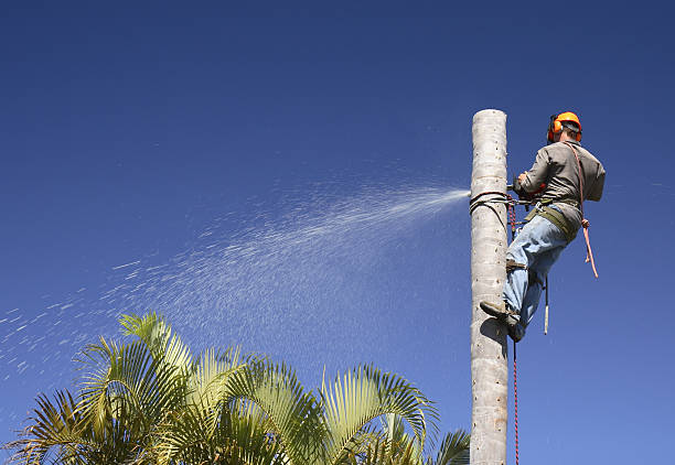 Best Emergency Tree Removal  in Hodgkins, IL