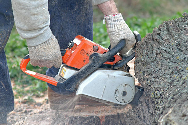 Best Tree Cabling and Bracing  in Hodgkins, IL